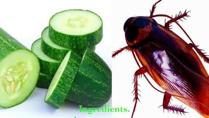 Drive away cockroaches forever from your home using just a cucumber