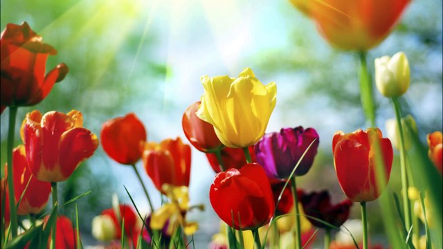 Pro Cuts Lawn Care - (361) 756-0556