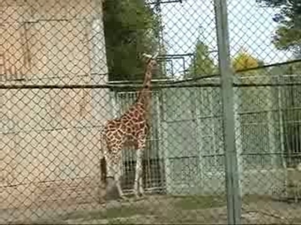 Zoo Flat Beat
