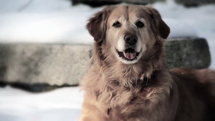 The domestic dog is a member of genus Canis