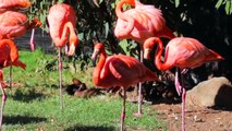 Dissecting Flamingos' Weird Habit To Stand On One Leg