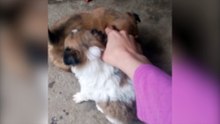 Puppies being cute