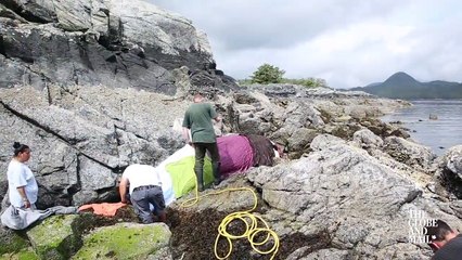 L'incroyable sauvetage d'un orque qui est bloquée et pleure pendant des heures