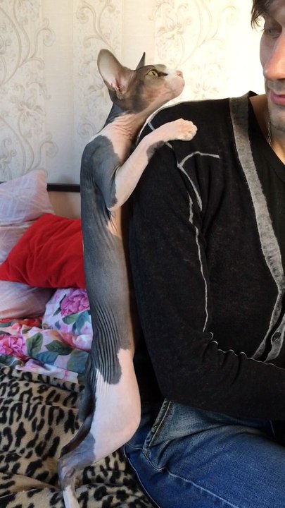 Sphynx Cat is Attached