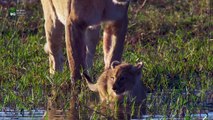 Bufalo ile Aslanların Büyük Mücadelesi