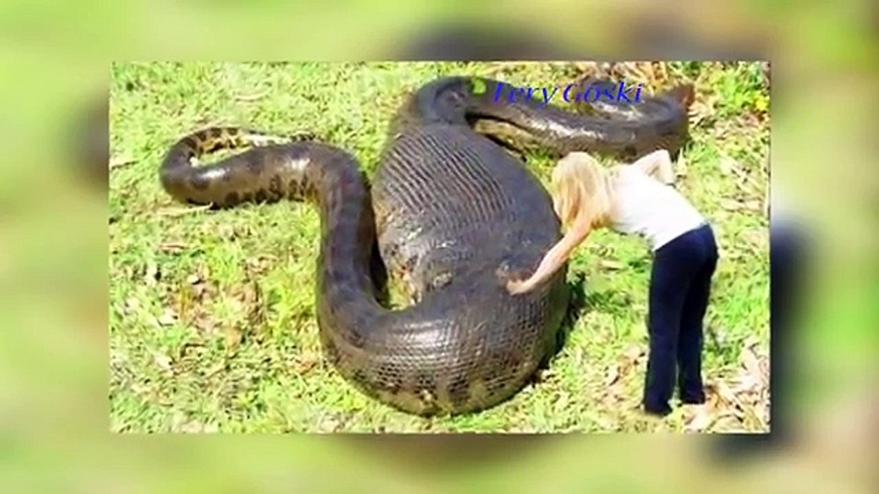 Animal instincts | Animal Kingdom| Extreme Animal kills