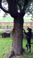 SİNCAP KÖPEĞİ FENA TİYE ALDI