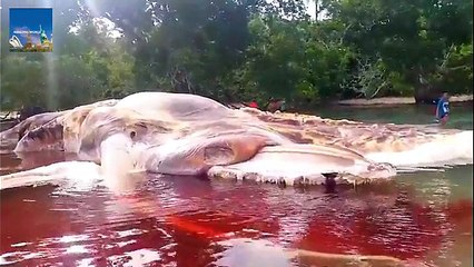 Ne Olduğu Bilinmeyen 15 Metrelik Deniz Canlısı