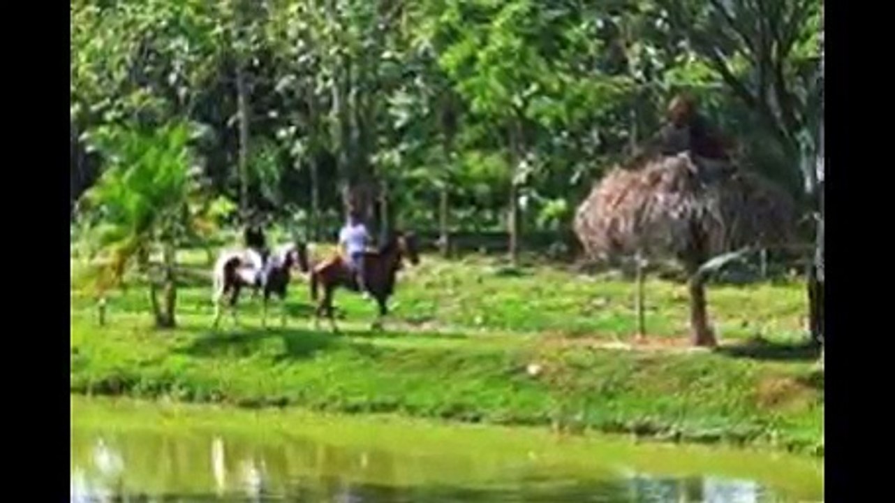 Tachira(youtube.com)