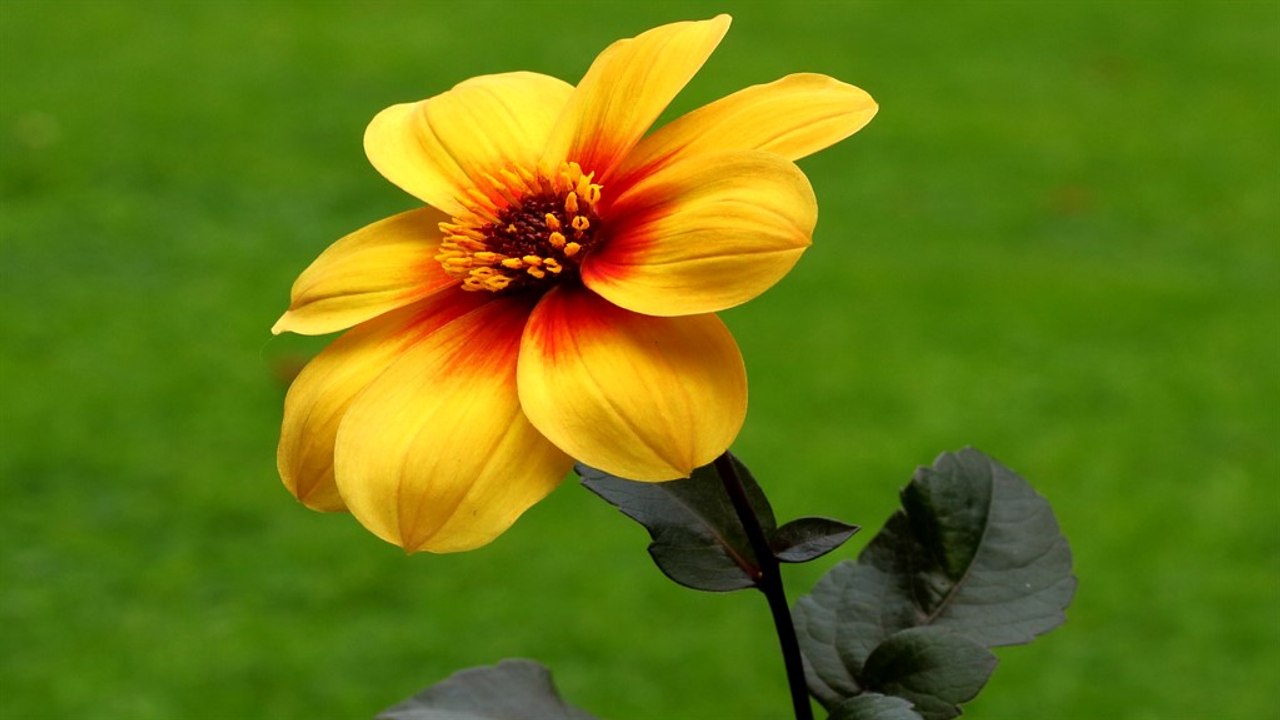Dahlia 'Moonfire