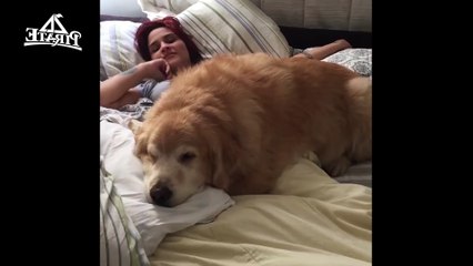 Un chien autant flemmard que sa maîtresse