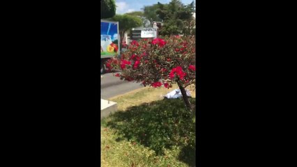 Viola Roberto Albores la ley electoral