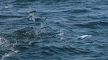İki Avcı Arasında Yaşam Savaşı | Uçan Balıklar
