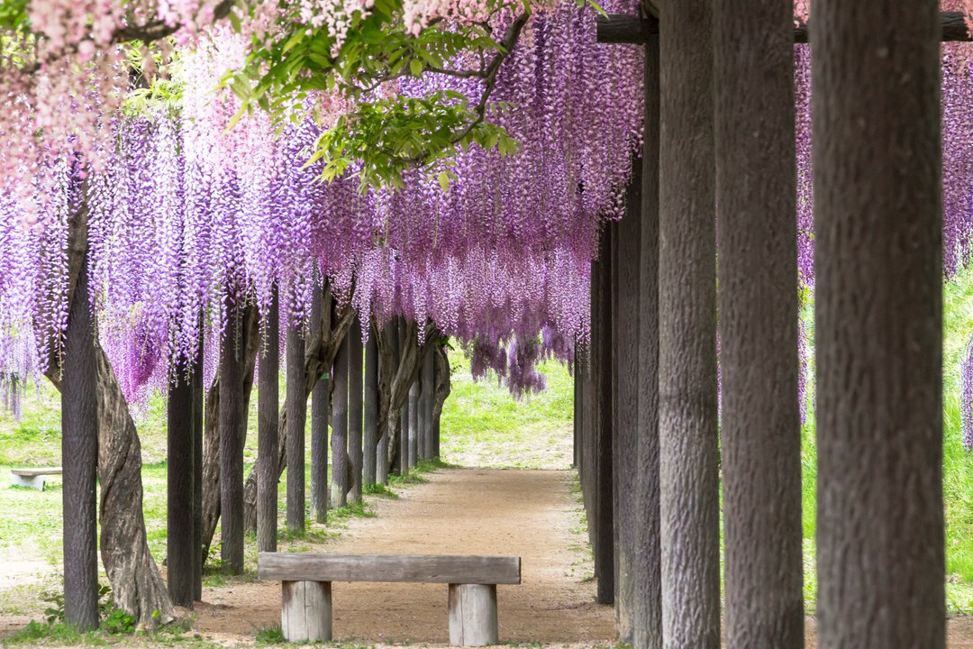 街ぶら2017⑳(Paradise Of ぱ～ぷる）-Stroll through the town 2017 vol20-(Paradise Of Purple)-