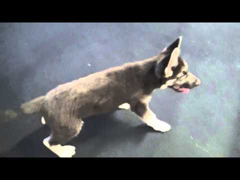 Dog Facinated By Boxing Workout At RGBA IN RIVERSIDE EsNews Boxing