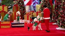 Olate Dogs - Dogs Do Flips and Perform Holiday Tricks - America's Got