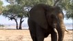 Elephants for Kids - Wild A deo for Children - Elephants Playing