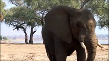 Elephants for Kids - Wild A deo for Children - Elephants Playing