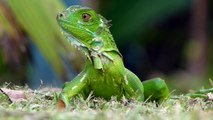 Grüner Leguan (Green Iguana), Costa Rica-D5UHJjB-mQo
