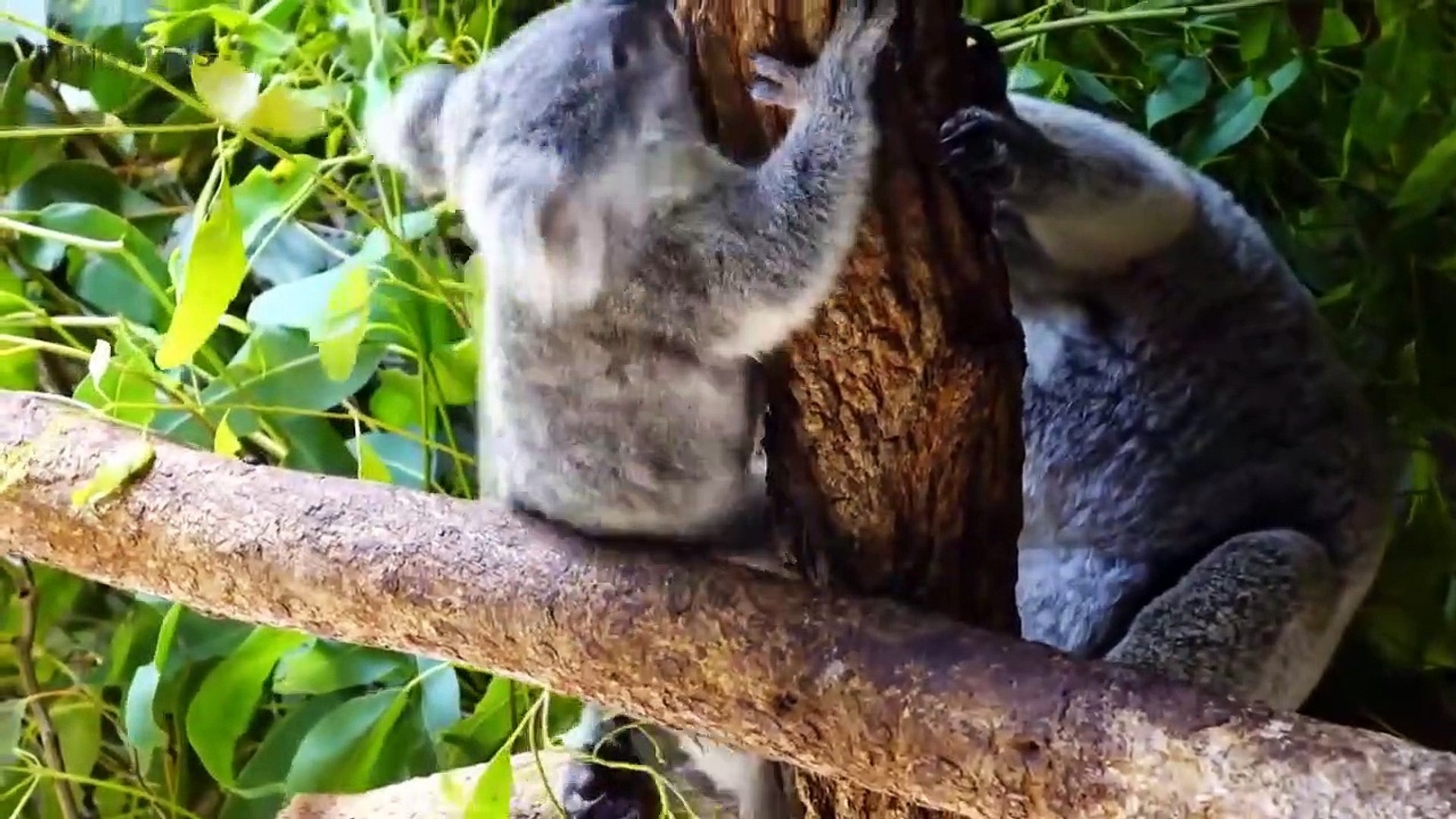 Cute Koalas P ng Funny Koala Bears [F - Video Dailymotion