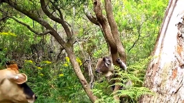 Cute Koalas Playing Funny Koala B y Pets]