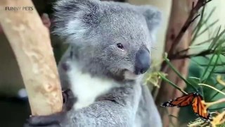 Cute Koalas Playing  Funny Koala Bear