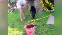Cute Bear Cubs  Funny Baby Bears Playing [Funny Pets