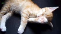 Funny Bread Cat Videos Compilati234234wer