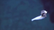 Créatures inhabituelles repéré par Okeanos Explorer