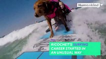 This surfing dog helps veterans and chi