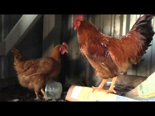 the red rooster at RGBA in Riverside - EsNews Boxing