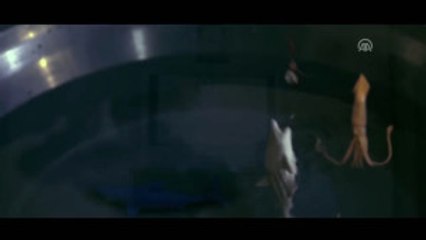 Sinema - Katre: Hainler Daima Içimizde