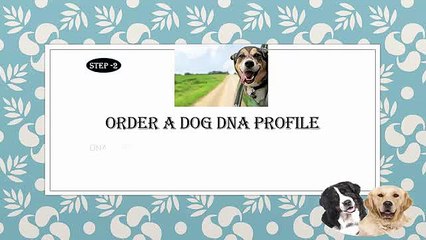 DNA Test kit for checking the breed of Dogs.