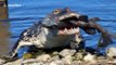 Huge alligator devours algae eater in Lakeland, FL