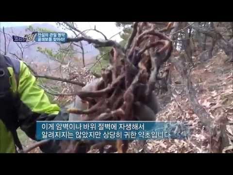 '전설의 관절 명약' 골쇄보 [코리아헌터52회]
