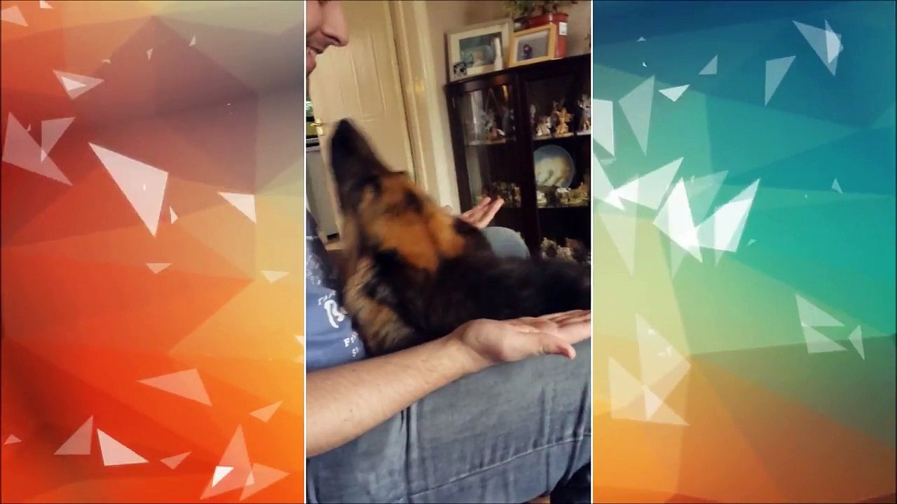 funny dogs