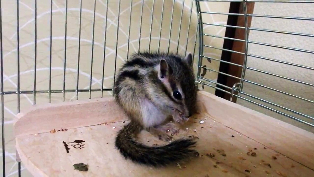 ちっちゃくて可愛い　麻田義貴 (1)