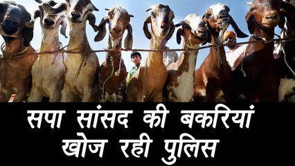 SP MP's Munawwar Salim goats stolen, Police launched the search| वनइंडिया हिंदी