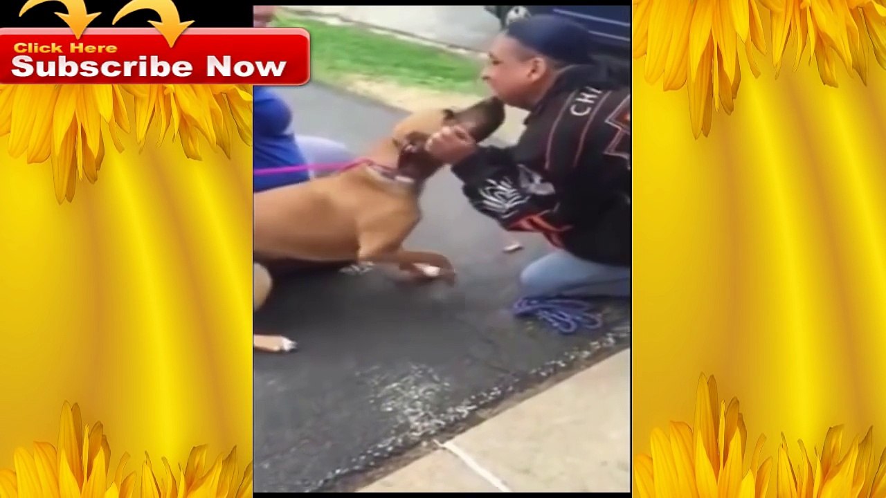 funny dogs