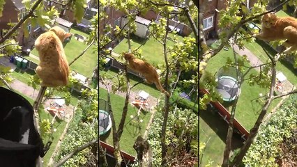 Un chat est coincé dans un arbre depuis trois jours !