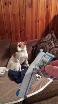 Ce chien coupable a manger les granola... Ahaha