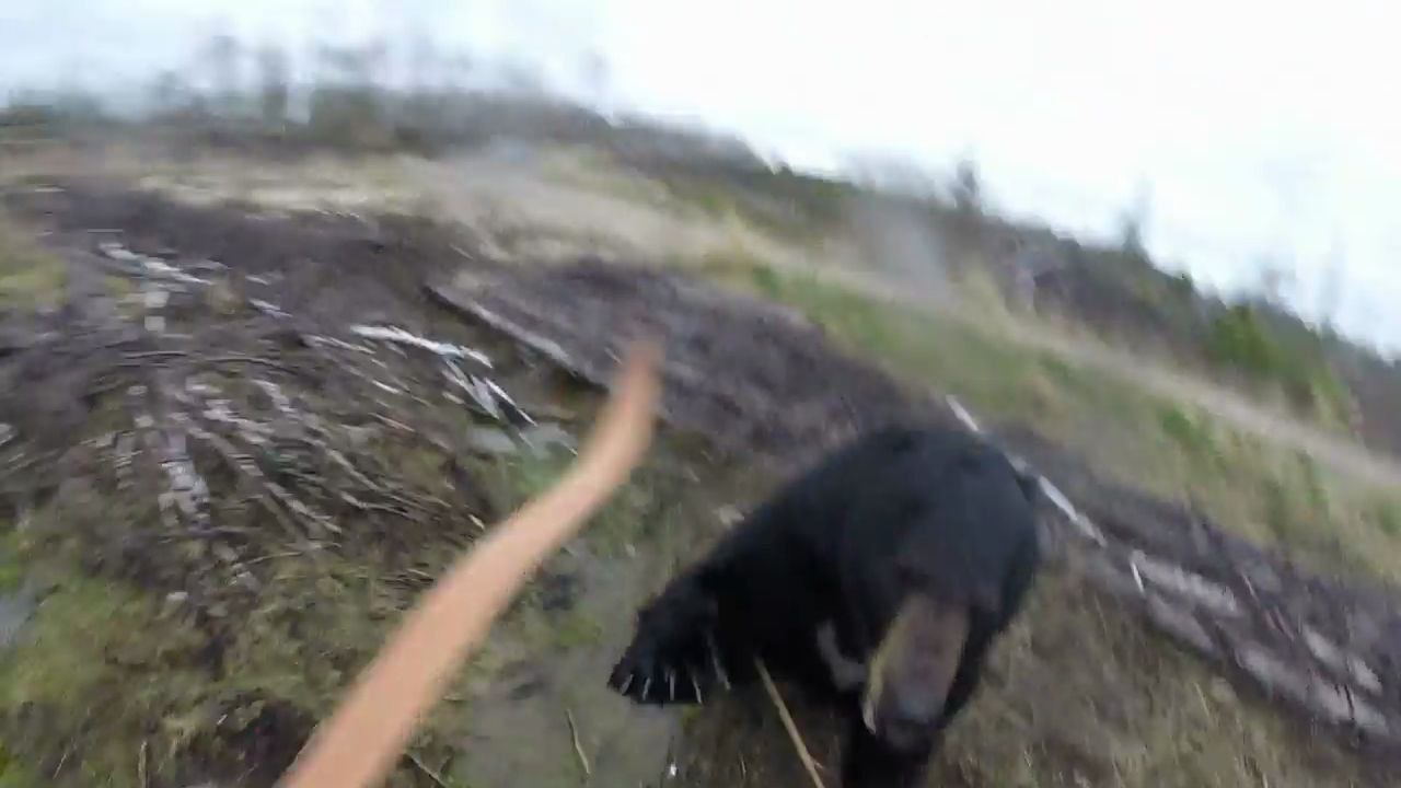Un chasseur à l'arc chargé par un ours (Ontario)