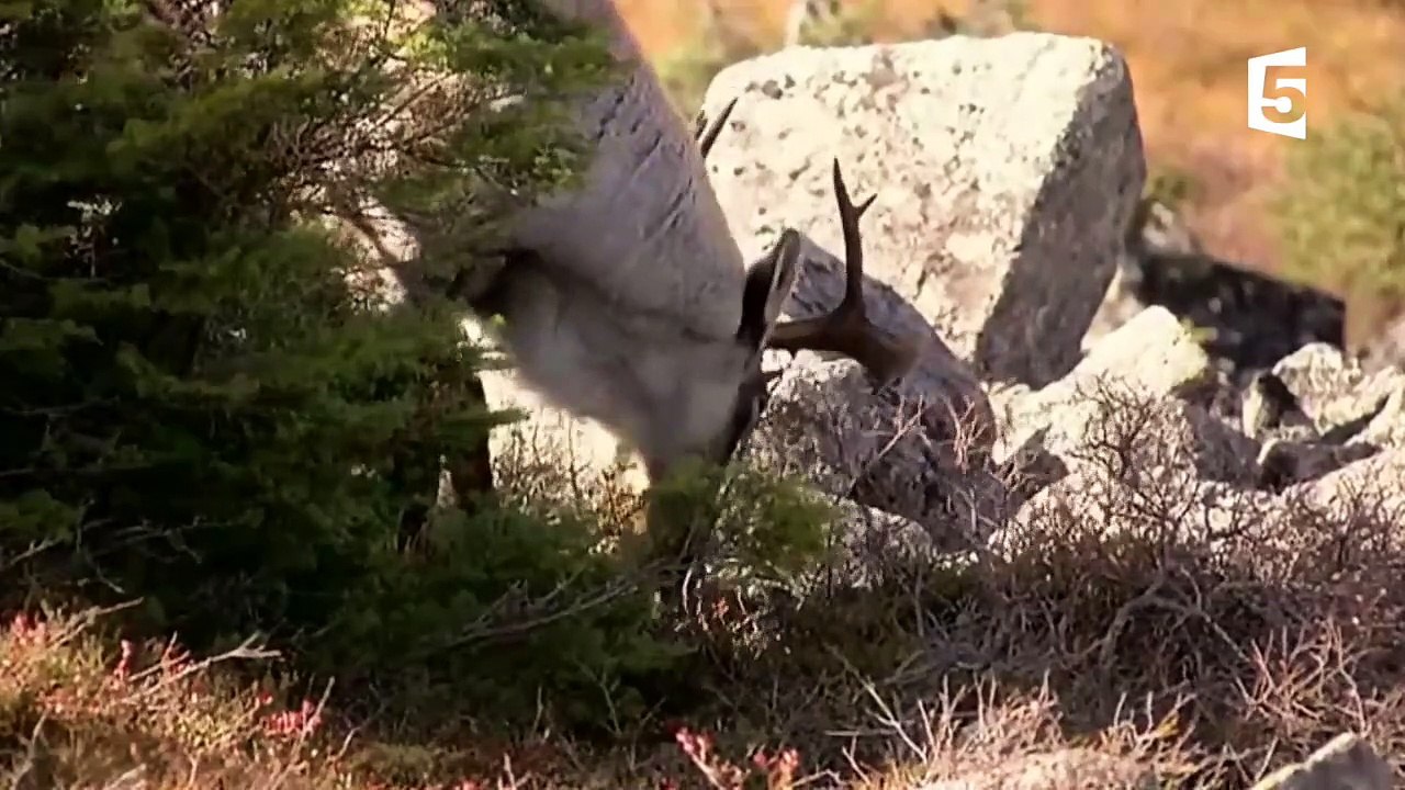 Sexe  - l'accouplement des caribous - ZAPPING SAUVAGE-sH_lxb4Zv7c