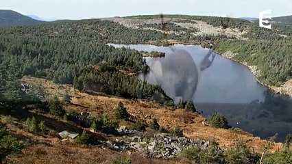 Sexe  - l'accouplement des caribous - ZAPPING SAUVAGE-sH_lxb4Zv7