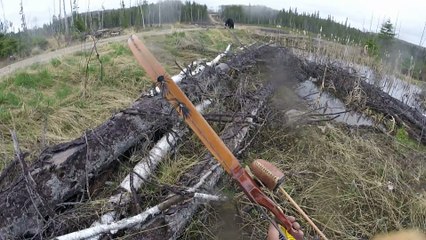 Un chasseur à l'arc se fait charger et attaquer par un gros ours noir