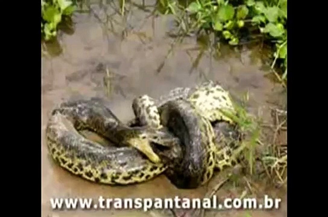 Biggest fights of wild animals