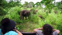 Elephants for Kids - Wild Animals Video for Children - Elephants Play