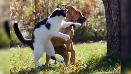 Ninja Cats That Have Mastered The Ancient Art Of Ninjutsu