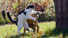 Ninja Cats That Have Mastered The Ancient Art Of Ninjutsu