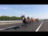 Stampede of Horses Take to Hungarian Highway